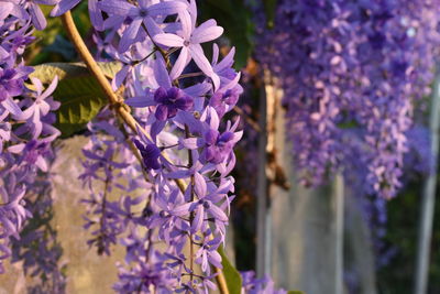 Close-up of purple flowering plant