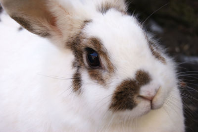 Close-up of rabbit