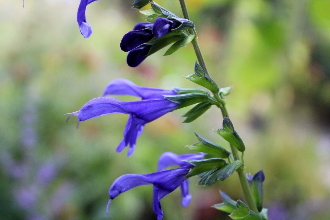 CLOSE-UP OF PURPLE FLOWERING PLANT AT PARK