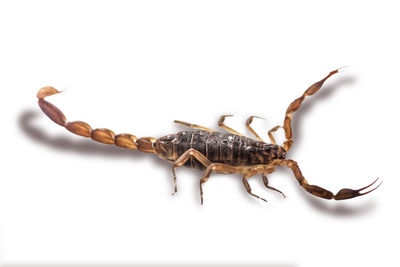 Close-up of insect over white background