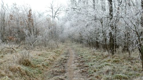 View of bare trees in forest