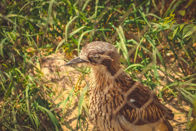 Close-up of a bird on field