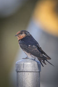 Close-up of bird perching on wooden post