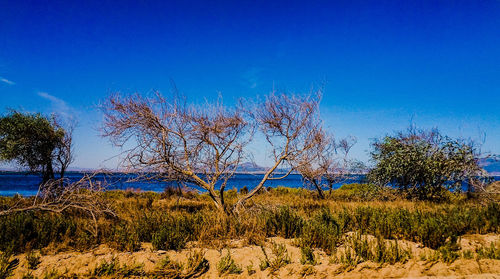 Bare trees on landscape against clear blue sky