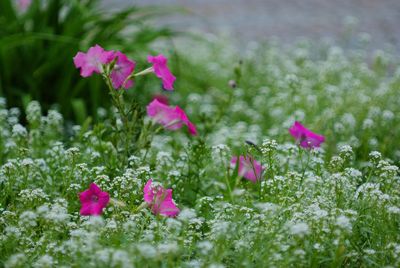 Close-up of pink flowers