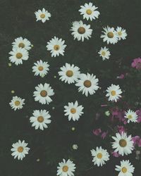 High angle view of daisies blooming outdoors