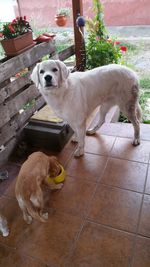 Dog standing outdoors