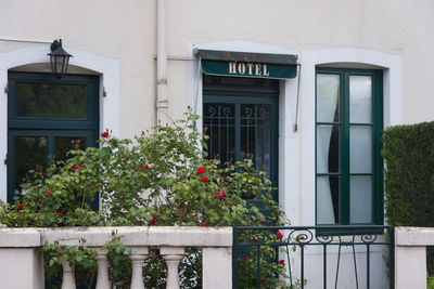 Potted plant on window of building