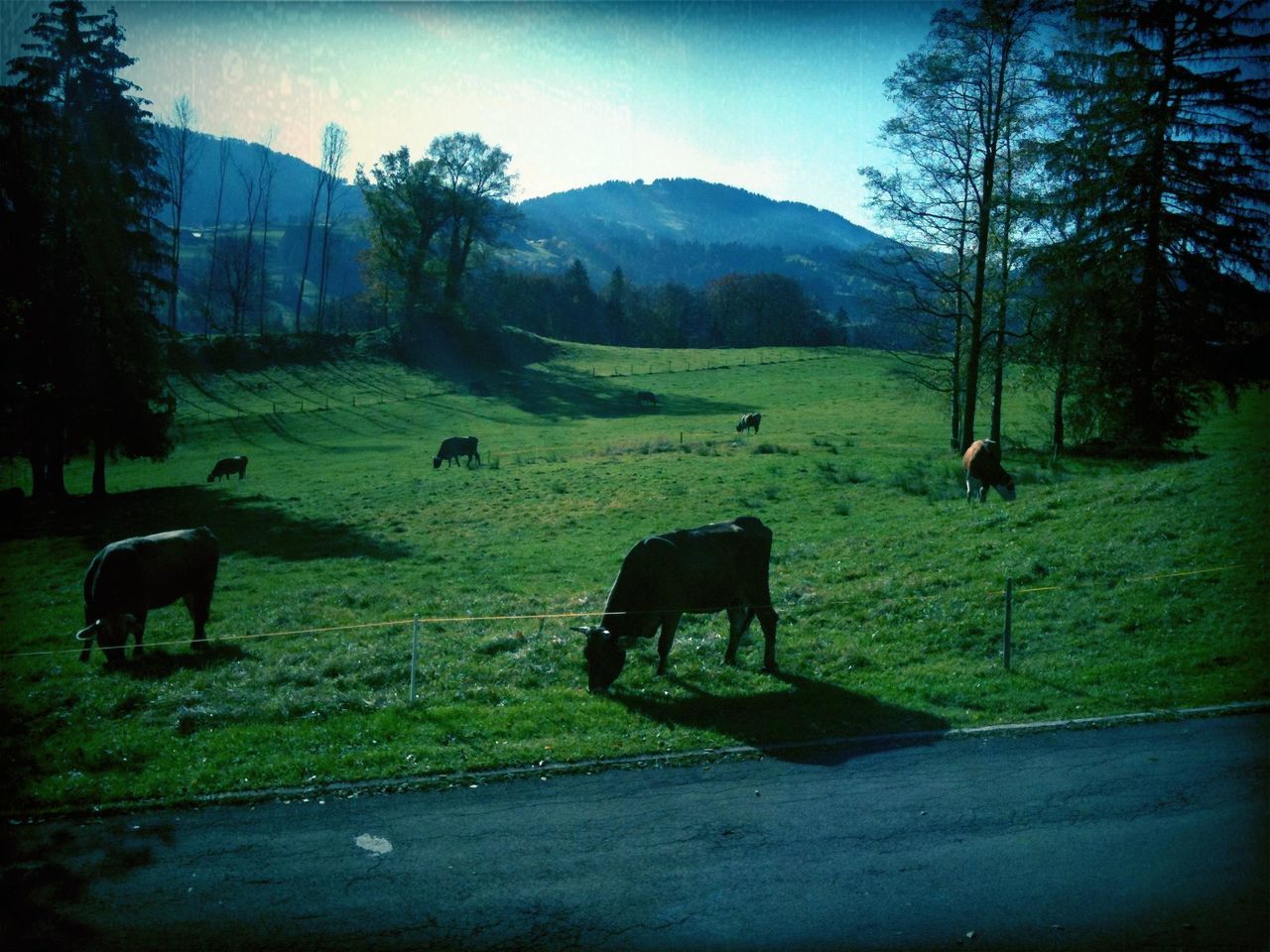 animal themes, domestic animals, grass, livestock, tree, field, mammal, grazing, landscape, horse, sky, tranquility, grassy, nature, built structure, pasture, mountain, cow, tranquil scene