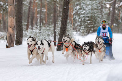 View of dogs on snow covered land