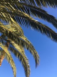 Low angle view of palm tree against clear blue sky