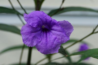 Close-up of purple flower blooming outdoors