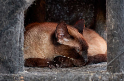 Close-up of a cat sleeping