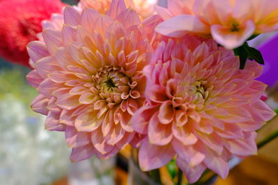 Close-up of pink dahlia