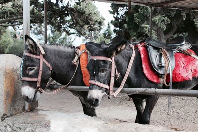 View of horse cart