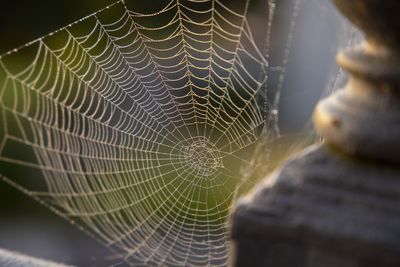 Close-up of spider web