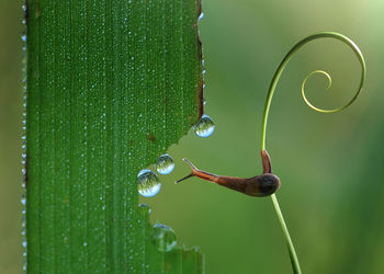 Close-up of water drop on green leaf