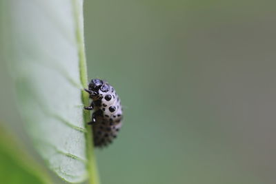 Close-up of insect on plant
