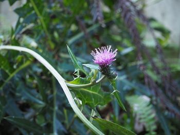 Close-up of purple flowering plant