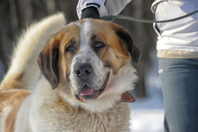 Close-up portrait of dog looking at camera