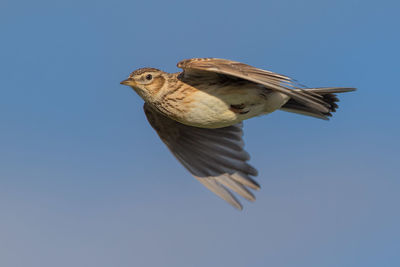 Low angle view of bird flying against clear blue sky