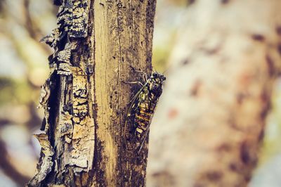 Close-up of insect on tree trunk