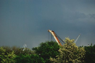 Plants against sky