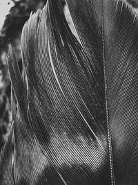 Full frame shot of feather