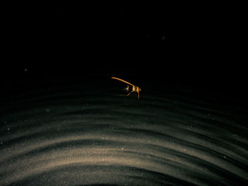 Close-up of insect on water