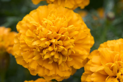 Close-up of yellow flower