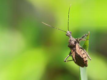 Close-up of butterfly on plant