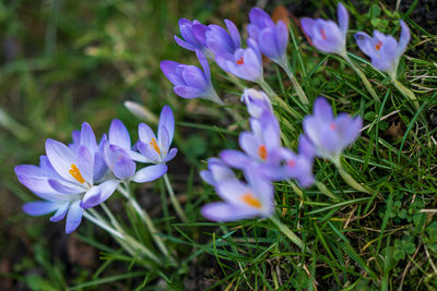 Close-up of purple crocus flowers