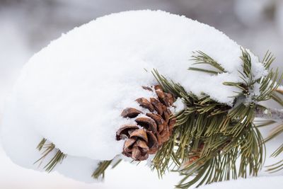 Close-up of pine cone during winter