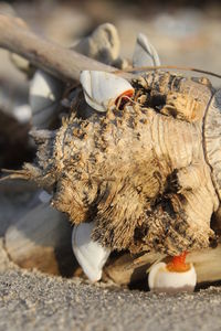 Close-up of animal shell on wood