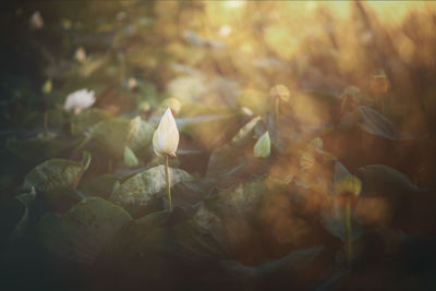 Close-up of white crocus flowers on field