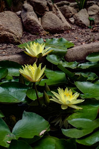 Close-up of lotus water lily in lake