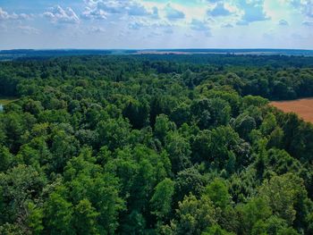 Scenic view of forest against sky