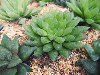 High angle view of plant growing on field