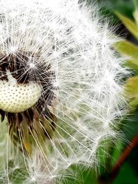 Close-up of dandelion