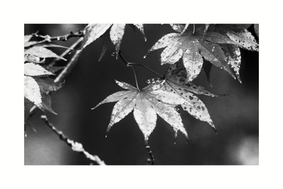 Close-up of maple leaves