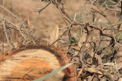 Close-up of dry plant on field