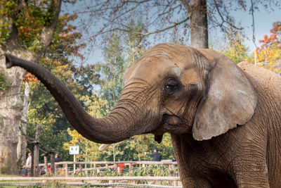 Close-up of elephant