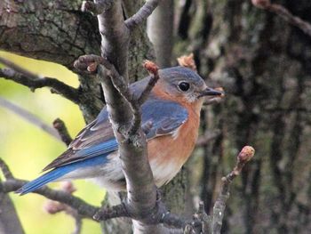 Low angle view of bird perching on tree