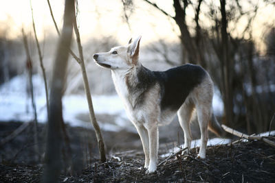 Dog sitting in forest