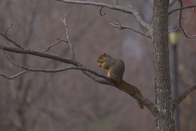 Solitary squirrel on branch eating
