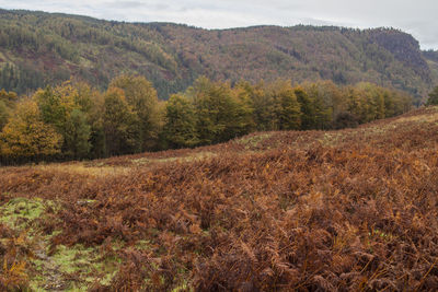 Scenic view of landscape