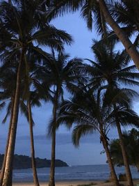 Palm trees at beach against sky