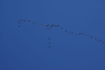 Low angle view of birds flying in sky