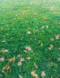 High angle view of leaves on field