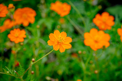 flowering plant